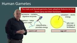 Understanding Human Gametes: Adaptations and Features of Sperm and Egg cells Instructional Video