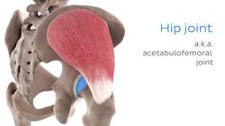 Gluteus medius muscle (3D) Instructional Video