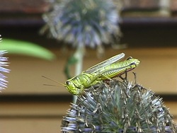 Ciclos de vida: introducción Instructional Video