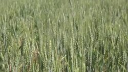 CLEAN : Ukrainian servicemen fire Grad rockets in Kharkiv Region News Clip