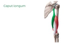 Musculus triceps brachii Instructional Video