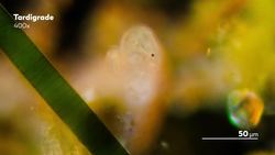 The Complicated Legacy of Lynn Margulis Instructional Video