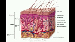 The Integumentary System | The Dermis & Hypodermis Instructional Video