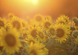 What do plants eat? Instructional Video