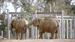 Meet All Seven Elephants at San Diego Zoo's Elephant Odyssey Instructional Video
