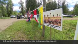 B.C. ostrich flock’s fate could reach Supreme Court News Clip