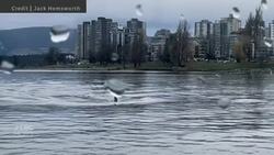 #TheMoment orcas surprised passengers on a Vancouver ferry News Clip