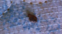 Where Do Bed Bugs Hide? Instructional Video