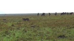 cheetahs and wildebeests in savanna at africa Stock Footage