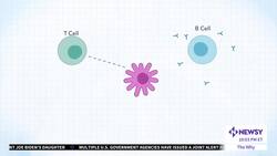 How mRNA Is Revolutionizing Health Care News Clip