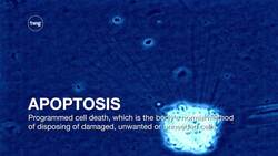 Apoptosis Instructional Video