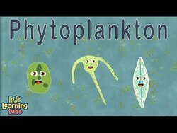 Phytoplankton /Diatoms and Dinoflagellates Instructional Video
