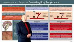 Thermoregulation: How the Body Controls Temperature Instructional Video