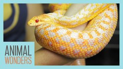 Meet and Greet: New Albino Gopher Snake! Instructional Video