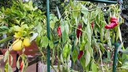 Garden Guide: Do you need to water your plants during the autumn drought? News Clip