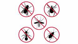 How Do Bug Sprays (Like Raid and Baygon) Kill Cockroaches? Instructional Video