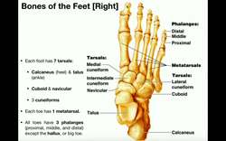 Anatomy - Specific Bones of the Feet Instructional Video