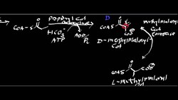 Propionyl S CoA Instructional Video