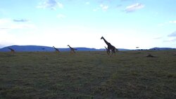 group of giraffes walking along savanna at africa Stock Footage