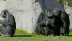 Chimp Haven, a sanctuary for retired research chimps Instructional Video