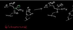 Glutaminase Catabolism of Glutamine Instructional Video