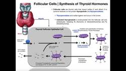 Follicular Cells & the Synthesis of Thyroid Hormones Instructional Video