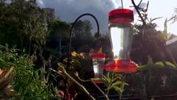 VOICED : Caracas, "edén" de los colibríes News Clip