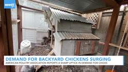 Demand For Backyard Chickens Surges Amid Pandemic News Clip