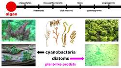 Overview of Plant Classification: Vascular and Nonvascular Plants Instructional Video