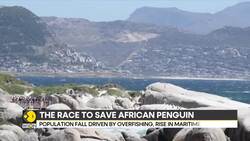 South Africa introduces no-fishing zones as African penguins reach brink of extinction News Clip