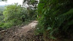 Woman trail runner running on tropical forest trail in the morning Stock Footage