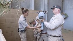 Zookeepers and Doctors Meet a New Baby Giraffe for the First Time Instructional Video