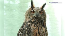 Central Park owl that died inspires 'Flaco's Law' bills aimed at preventing bird deaths News Clip