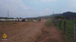 Amazon wildfires: Fears rainforest may turn into savannah News Clip