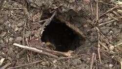 Scientists speak out in favour of wasps Stock Footage