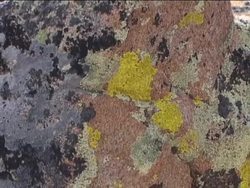 Fungi: Lichens Instructional Video