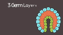 Animals: Tour of 9 Phyla Instructional Video