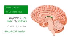 Choroid plexus Instructional Video