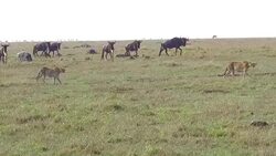 cheetahs and wildebeests in savanna at africa Stock Footage