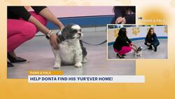 Paws & Pals: 9-year-old Donta now up for adoption News Clip