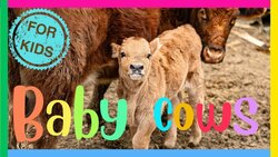 Fun Facts About Baby Cows Instructional Video