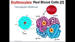 Structure and Function of Erythrocytes (RBCs) Instructional Video