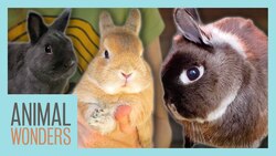 Our Rabbits: Head Tilt, Companionship, and More Instructional Video