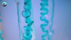 STUNG by a MAN O WAR Jellyfish! Instructional Video