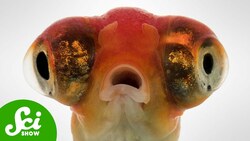 How Goldfish Went From Pretty To Invincible And Back Again Instructional Video