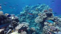 Ocean. Underwater life in the ocean. Colorful corals and fish. Stock Footage