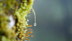 Slow motion of waterdrop on green moss Stock Footage