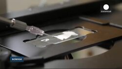 Turning mosquitos against themselves in the Zika virus war News Clip