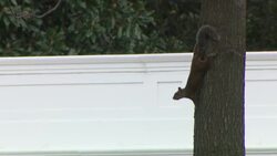 Squirrel at The White House, Washington DC News Clip