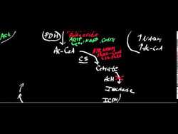 TCA Cycle Regulation Instructional Video